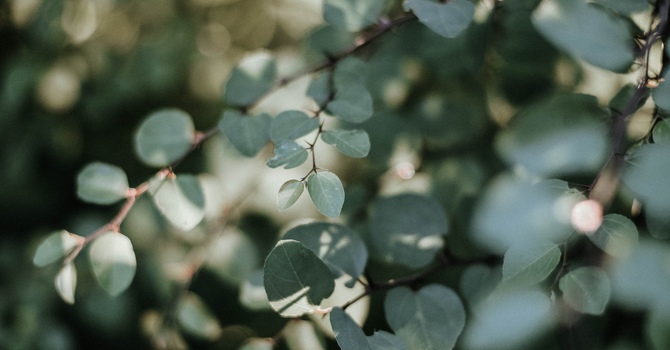 Finding Your Peace During Difficult Holiday Gatherings: A Compassionate Guide to Navigating Family Dynamics