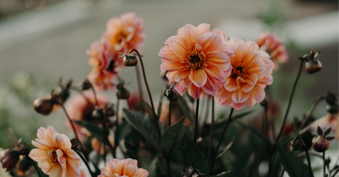 Navigating Your First EMDR Session image